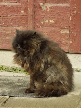 Kedi kedisi (Latince Felis Silvestris catus), kedigiller (Felis) familyasından bir kedi türü.)        