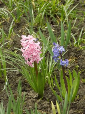 Hyacinth (lat. Hyacnthus, Asparagaceae familyasından bir bitki cinsidir..