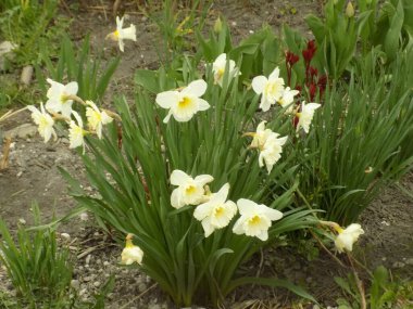 Narcissus, Narcissus, Marcis (Narcissus)