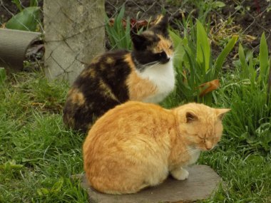 Kedi kedisi (Latince Felis Silvestris catus), kedigiller (Felis) familyasından bir kedi türü.).