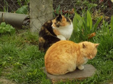 Kedi kedisi (Latince Felis Silvestris catus), kedigiller (Felis) familyasından bir kedi türü.).