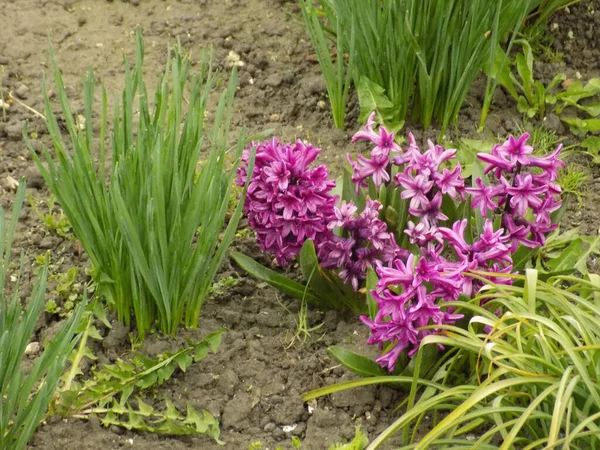 Narcissus, Narcissus, Marcis (Narcissus) ve Sümbül 