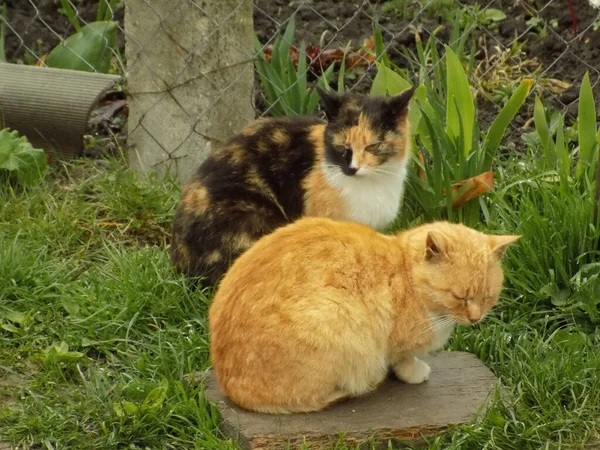 Gato Del Gato Gato Del Gato Latín Felis Silvestris Catus — Foto de Stock