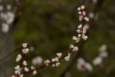 Bahar çiçekleri. Pricot, kayısı, sırık, daha fazla. Çiçek, çiçek.