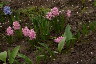 Hyacinth (lat. Hyacnthus, Asparagaceae familyasından bir bitki cinsidir..