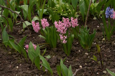Hyacinth (lat. Hyacnthus, Asparagaceae familyasından bir bitki cinsidir..