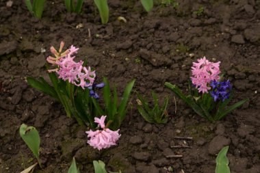 Hyacinth (lat. Hyacnthus, Asparagaceae familyasından bir bitki cinsidir..