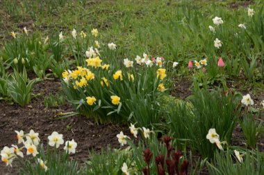 Narcissus, Narcissus, Marcis (Narcissus)
