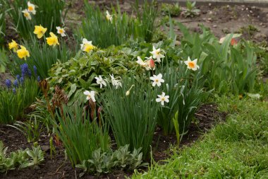 Narcissus, Narcissus, Marcis (Narcissus)