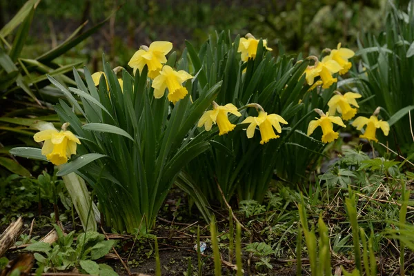 Narcissus, Narcissus, Marcis (Narcissus)