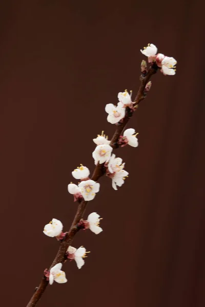 Frühjahrsblühende Bäume Aprikose Aprikose Stange Morchel Blüte Blüte — Stockfoto