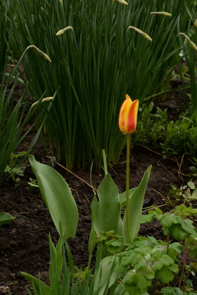 Bahçe lalesi (Tulipa gesneriana)