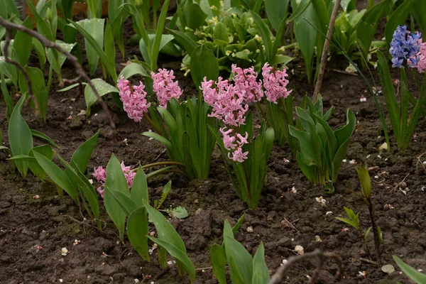 Hyacinth (lat. Hyacnthus, Asparagaceae familyasından bir bitki cinsidir..