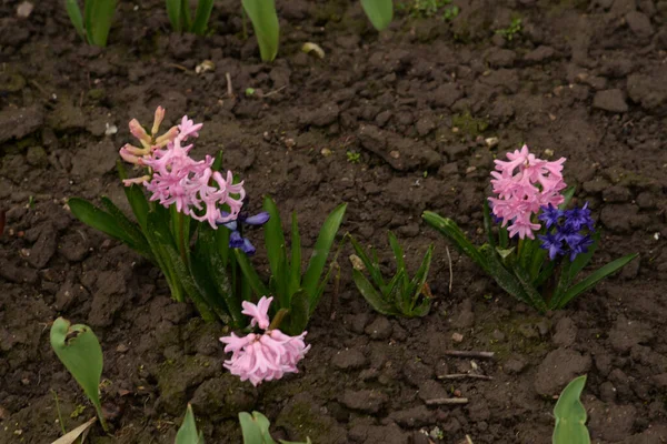 Hyacinth (lat. Hyacnthus, Asparagaceae familyasından bir bitki cinsidir..