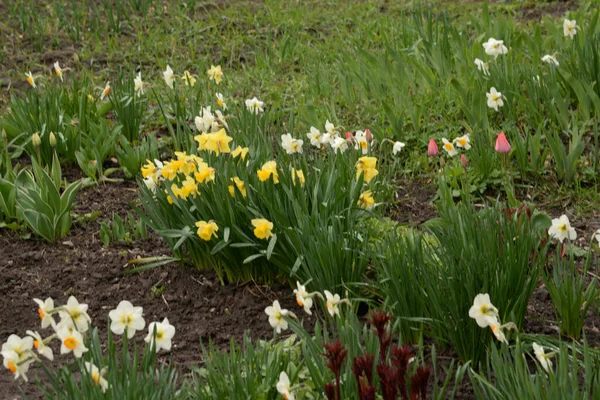 Narcissus, Narcissus, Marcis (Narcissus)