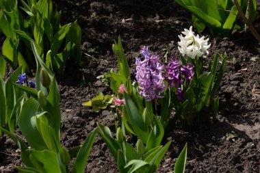 Hyacinth (lat. Hyacnthus, Asparagaceae familyasından bir bitki cinsidir..