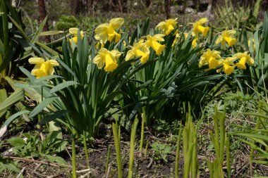 Narcissus, Narcissus, Marcis (Narcissus)