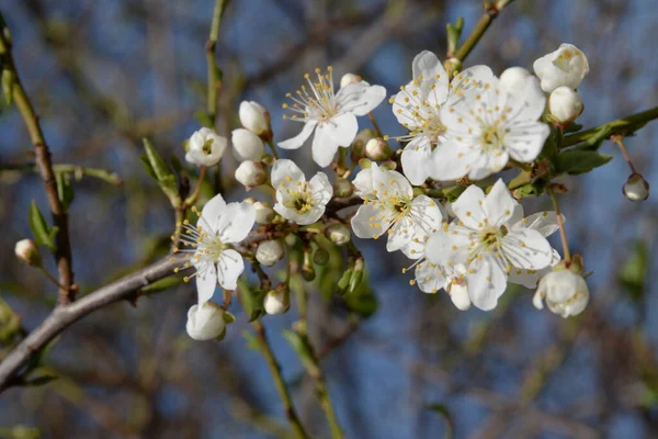 Arbres Fleurs Printemps Abricot Abricot Pôle Floraison Floraison — Photo