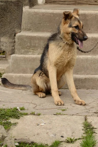 Alman Çoban Köpeği (Deutscher Schferhund)