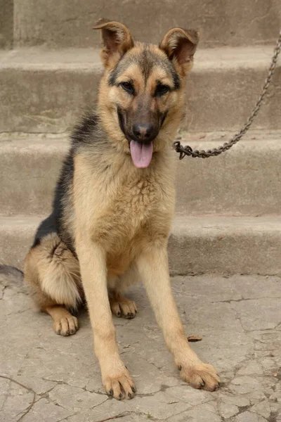 Alman Çoban Köpeği (Deutscher Schferhund)