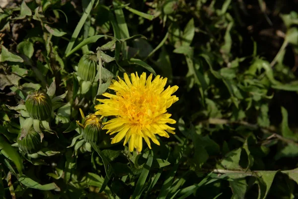 Dandelion (Tarxacum) - Paskalya ailesinin (Latince Asteraceae) daimi bitki cinsi.)