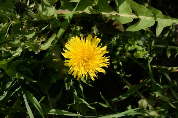 Dandelion Tarxacum Género Botânico Pertencente Família Asteraceae — Fotografia de Stock