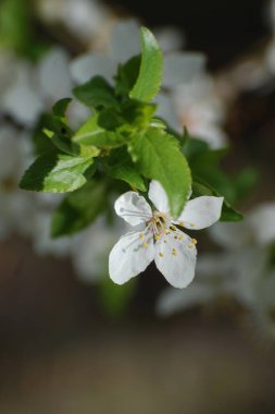 Bahar çiçekleri. Pricot, kayısı, sırık, daha fazla. Çiçek, çiçek.