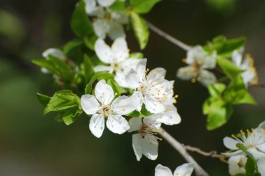 Bahar çiçekleri. Pricot, kayısı, sırık, daha fazla. Çiçek, çiçek.