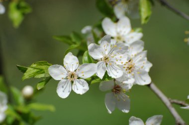Bahar çiçekleri. Pricot, kayısı, sırık, daha fazla. Çiçek, çiçek.          