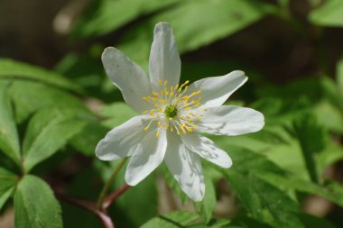 Anemone korusu, kenevir korusu, anemon meşesi (Anemone nemorosa)
