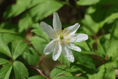 Anemone korusu, kenevir korusu, anemon meşesi (Anemone nemorosa)