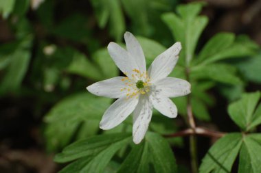 Anemone korusu, kenevir korusu, anemon meşesi (Anemone nemorosa)