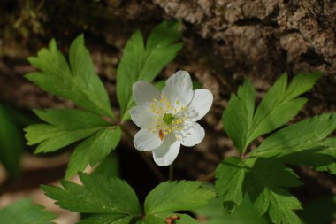Anemone korusu, kenevir korusu, anemon meşesi (Anemone nemorosa)