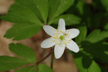 Anemone korusu, kenevir korusu, anemon meşesi (Anemone nemorosa)