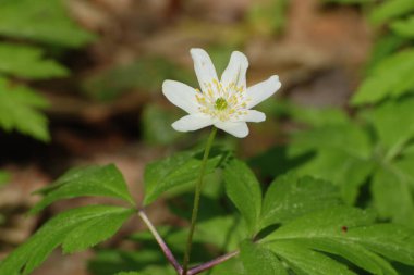 Anemone korusu, kenevir korusu, anemon meşesi (Anemone nemorosa)