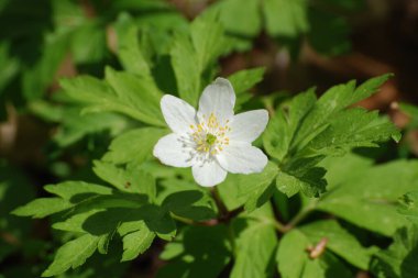 Anemone korusu, kenevir korusu, anemon meşesi (Anemone nemorosa)