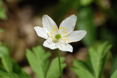 Anemone korusu, kenevir korusu, anemon meşesi (Anemone nemorosa)