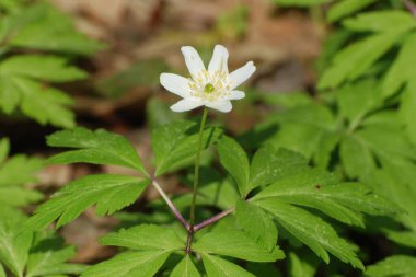 Anemone korusu, kenevir korusu, anemon meşesi (Anemone nemorosa)