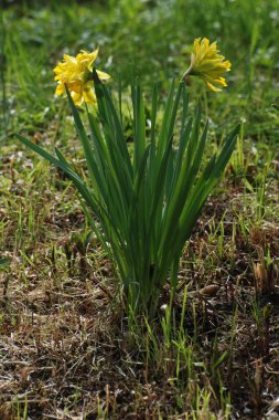 Narcissus, Narcissus, Marcis (Narcissus)