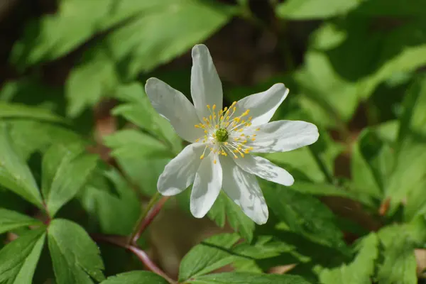 Gaj Amonowy Gaj Konopny Dąb Anemonowy Anemone Nemorosa — Zdjęcie stockowe