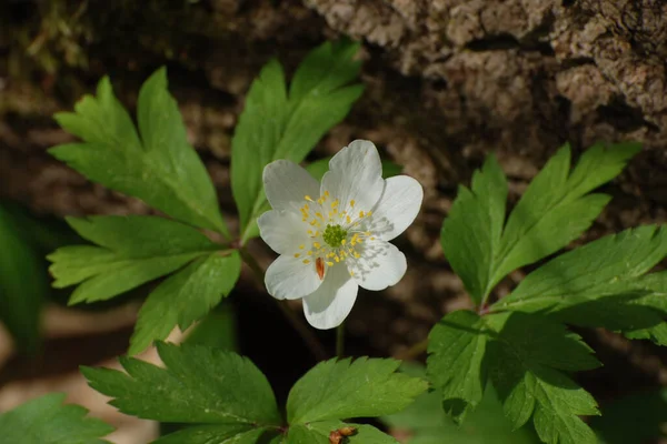 Anemone korusu, kenevir korusu, anemon meşesi (Anemone nemorosa)