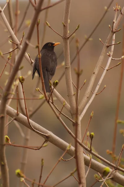 Drozd Turdus Rod Ptáků Drozdí Rodiny — Stock fotografie