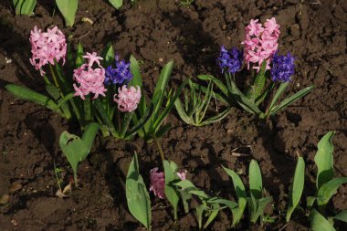 Hyacinth (lat. Hyacnthus, Asparagaceae familyasından bir bitki cinsidir..