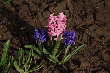 Hyacinth (lat. Hyacnthus, Asparagaceae familyasından bir bitki cinsidir..