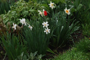 Narcissus, Narcissus, Marcis (Narcissus)