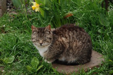 Kedi kedisi (Latince Felis Silvestris catus), kedigiller (Felis) familyasından bir kedi türü.).