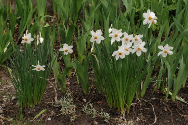 Narcissus, Narcissus, Marcis (Narcissus)