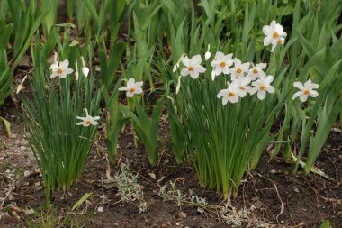 Narcissus, Narcissus, Marcis (Narcissus)