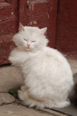 Kedi kedisi (Latince Felis Silvestris catus), kedigiller (Felis) familyasından bir kedi türü.).