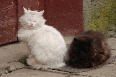 Kedi kedisi (Latince Felis Silvestris catus), kedigiller (Felis) familyasından bir kedi türü.).